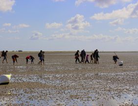 A group of people explores the beach at low tide. They search for shells and other sea creatures under a clear sky.