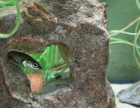 A small fish swims through a rock with a hole. In the background, aquatic plants are visible.