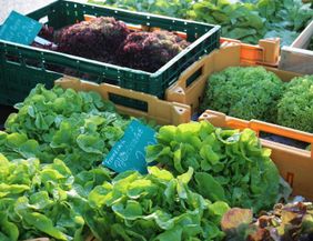 Fresh salad in crates at a market. The picture shows various types of green vegetables, surrounded by a lively market atmosphere.