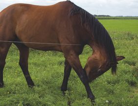 A brown horse grazes in a green meadow. The sky is cloudy and the surroundings are rural.