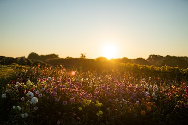 Blumenwiese bei Sonnenuntergang