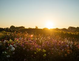 Blumenwiese bei Sonnenuntergang.