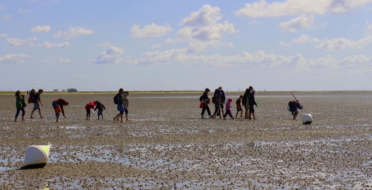 A group of people explores the beach at low tide. They search for shells and other sea creatures under a clear sky.