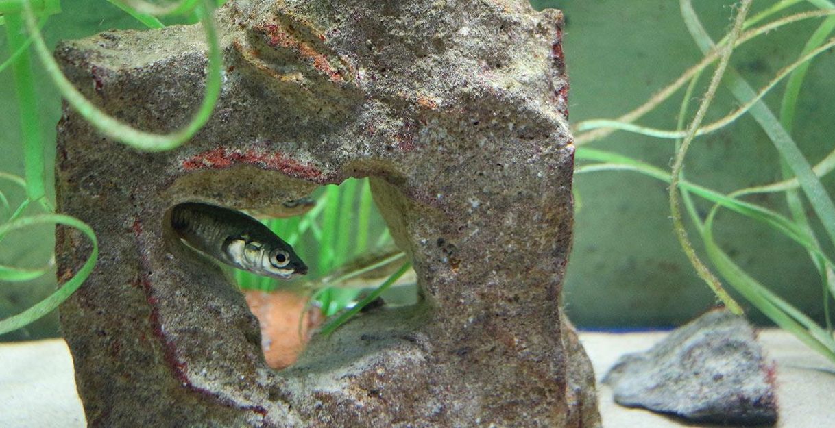A small fish swims through a rock with a hole. In the background, aquatic plants are visible.